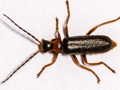 Cantharis flavilabris